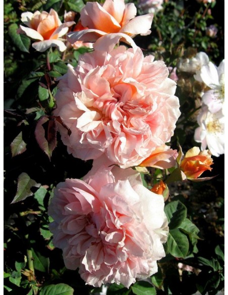 VERSIGNY róża parkowa