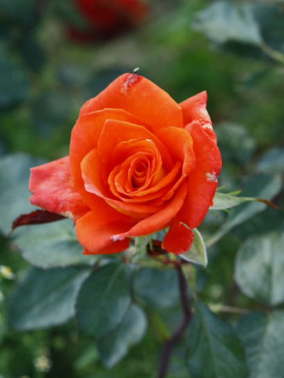 róże wielkokwiatowe Tanakinom