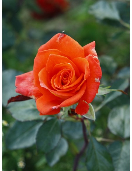 róże wielkokwiatowe Tanakinom