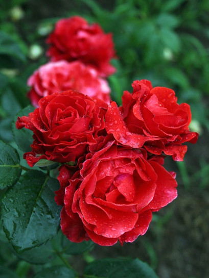 El Toro czerwone róże wielkokwiatowe