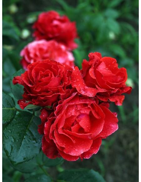 El Toro czerwone róże wielkokwiatowe