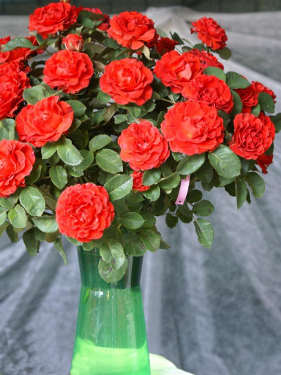 El Toro czerwone wielkokwiatowe róże