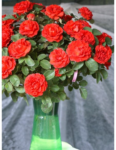 El Toro czerwone wielkokwiatowe róże