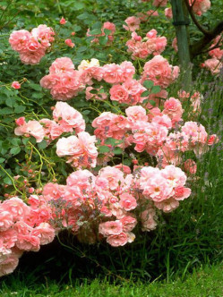 róże okrywowe the fairy