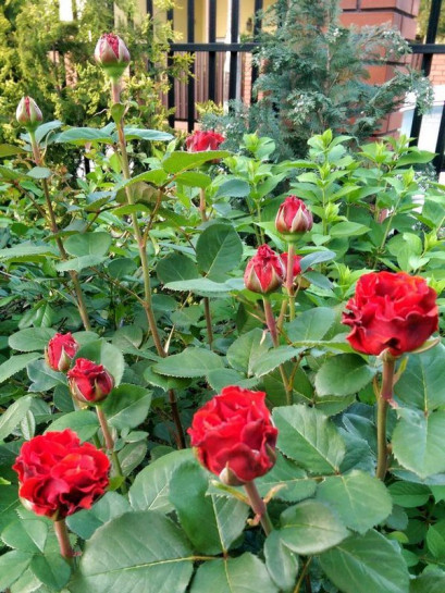 El Toro róże czerwone wielkokwiatowe