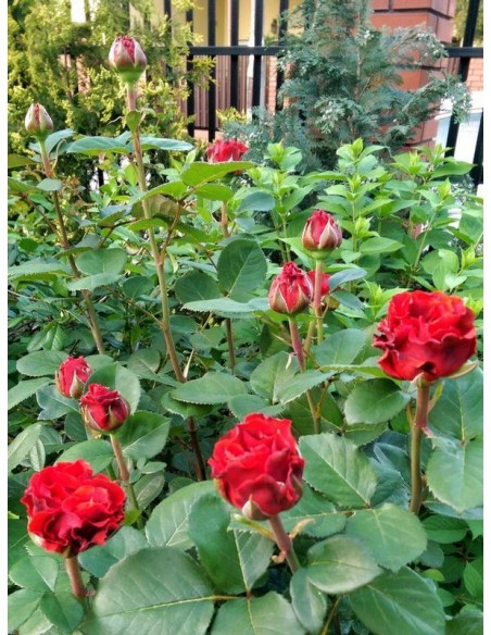 El Toro róże czerwone wielkokwiatowe
