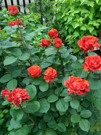 czerwone róże wielkokwiatowe El Toro