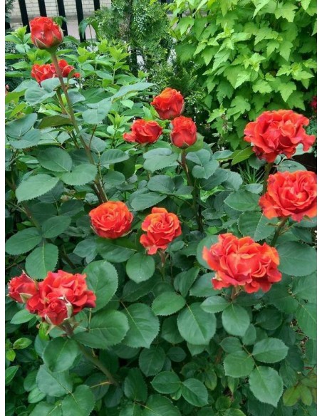 czerwone róże wielkokwiatowe El Toro