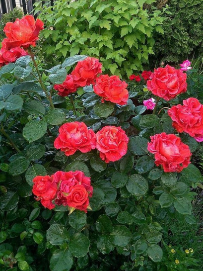 róże czerwone wielkokwiatowe El Toro