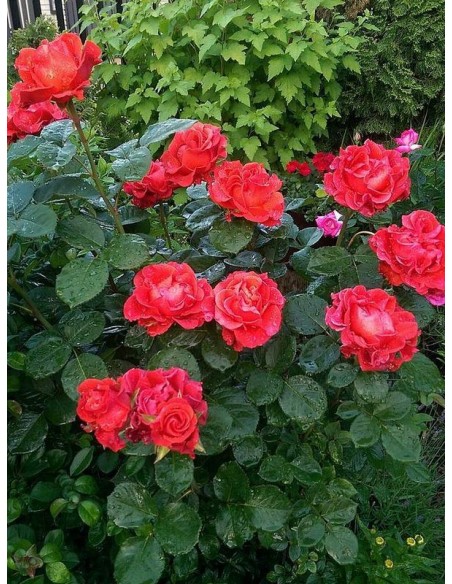 róże czerwone wielkokwiatowe El Toro