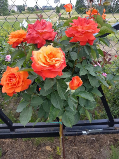 super trouper pienne róże