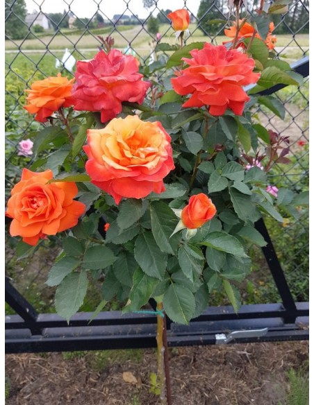 super trouper pienne róże