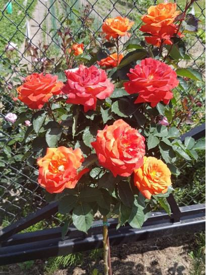 róże pienne super trouper