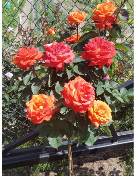 róże pienne super trouper