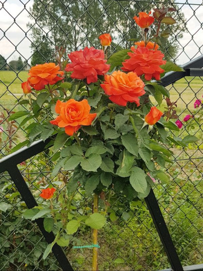 super trouper róże pienne