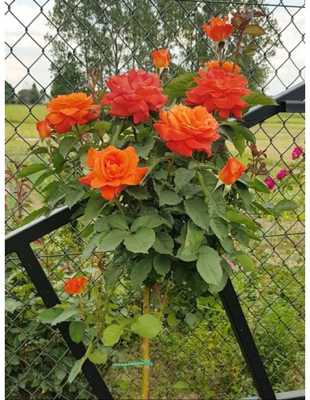 super trouper róże pienne