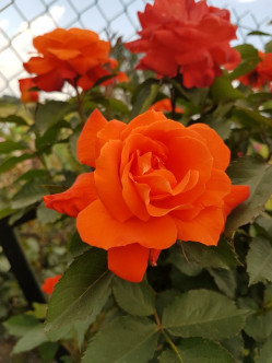 super trouper pomarańczowe róże pienne 2
