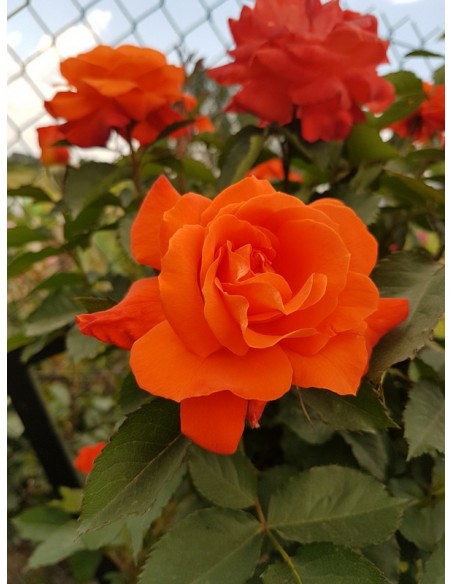 pienne róże super trouper