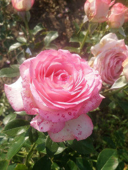 Isabelle Aubret francuskie róże wielkokwiatowe