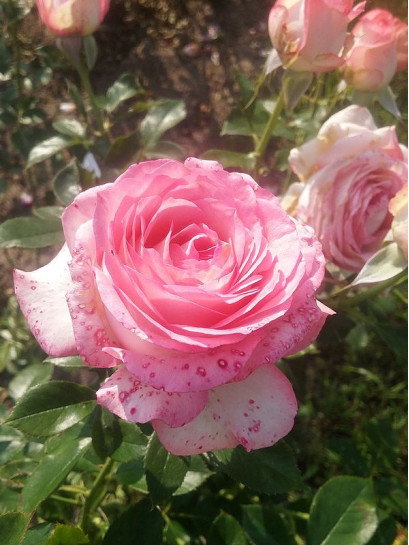 Isabelle Aubret francuskie róże wielkokwiatowe