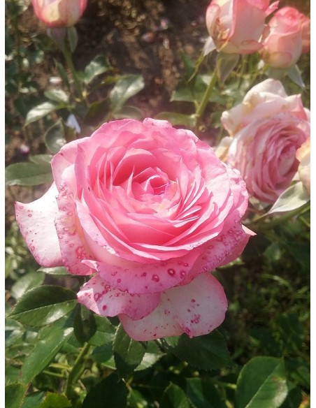 Isabelle Aubret francuskie róże wielkokwiatowe