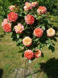 Samaritan róze pienne