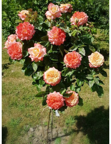 Samaritan róze pienne