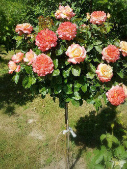 Samaritan róze pienne 2