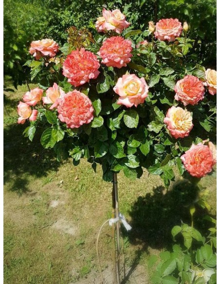 Samaritan róże pienne