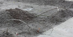 zabezpieczenie róz piennych