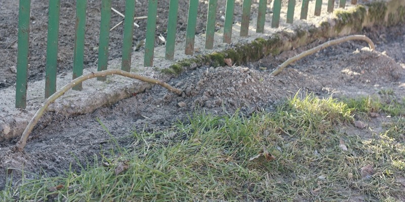 róże pienne zabezpieczone na zimę