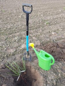 choroby róż a zabiegi pielęgnacyjne podlewanie