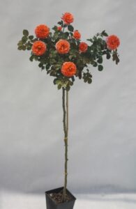 sadzenie róż na pniu