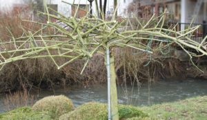 róza pienna kaskadowa po cięciu