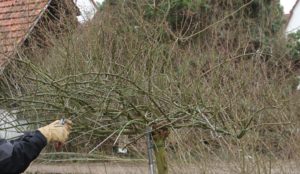 róża pienna kaskadowa przed cięciem