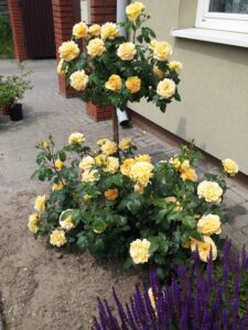 jak przycinać róże pienne kopułowe 