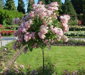 jak przycinać róże pienne