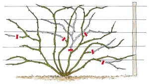 cięcie róż pnąca_wachlarz