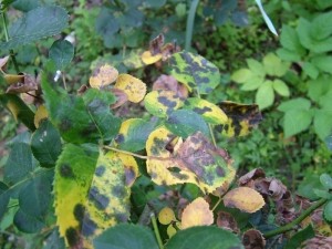 roze choroby - czarna plamistość róży