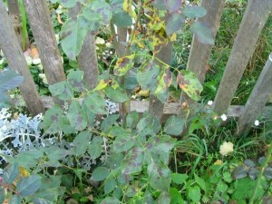 czarna plamistość róży 2