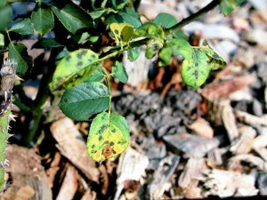 czarna plamistość róży 5