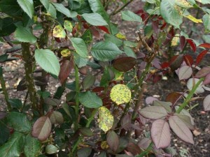 objawy - czarna plamistość róży