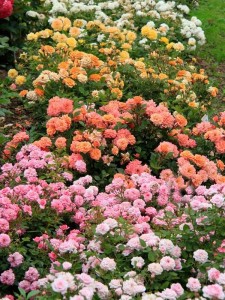 róże rabatowe ciepłe