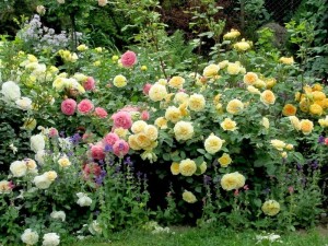 róże rabatowe żółte i różowe