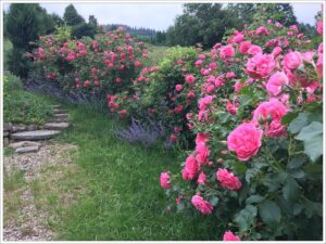 kiedy najlepiej sadzić róże