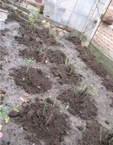 sadzenie róż na rabacie