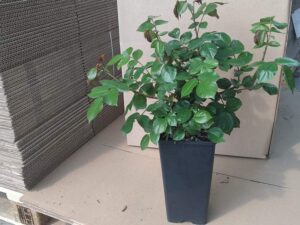 kiedy najlepiej sadzić róże