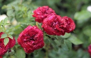 czerwone róze
