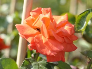 pomarańczowe róże