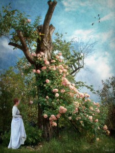 drzewo i uprawa róż pnących